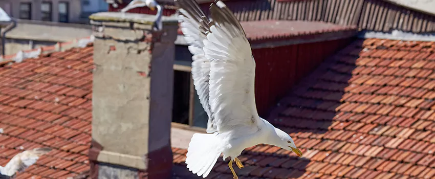 Residential Chimney Animal Removal Solution in North Bay Shore, NY