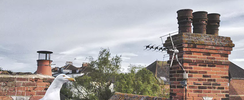 Chimney Cleaning And Restoration in North Bay Shore, New York